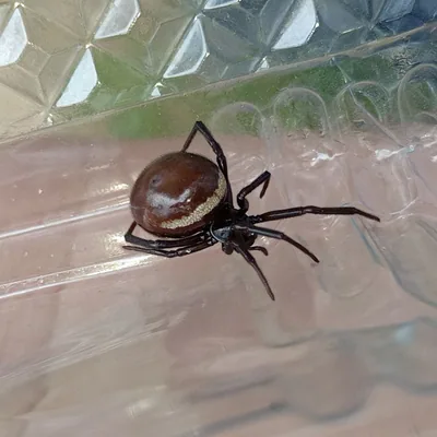 Ложный каракурт (Steatoda paykulliana) — Измир, Турция — 0959kedi