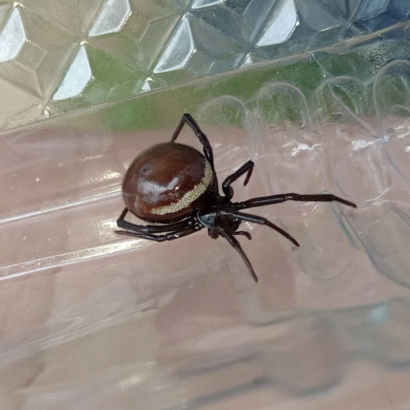Ложный каракурт (Steatoda paykulliana) — Измир, Турция — 0959kedi