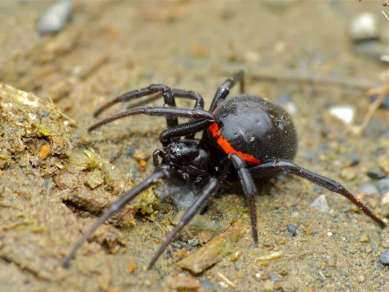 Ложный каракурт (Steatoda paykulliana) — Добрес, Кантабрия, Испания — Bernard DUPONT
