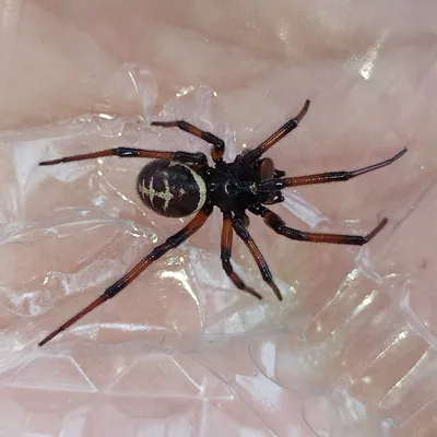Ложный каракурт (Steatoda paykulliana) — Измир, Турция — 0959kedi