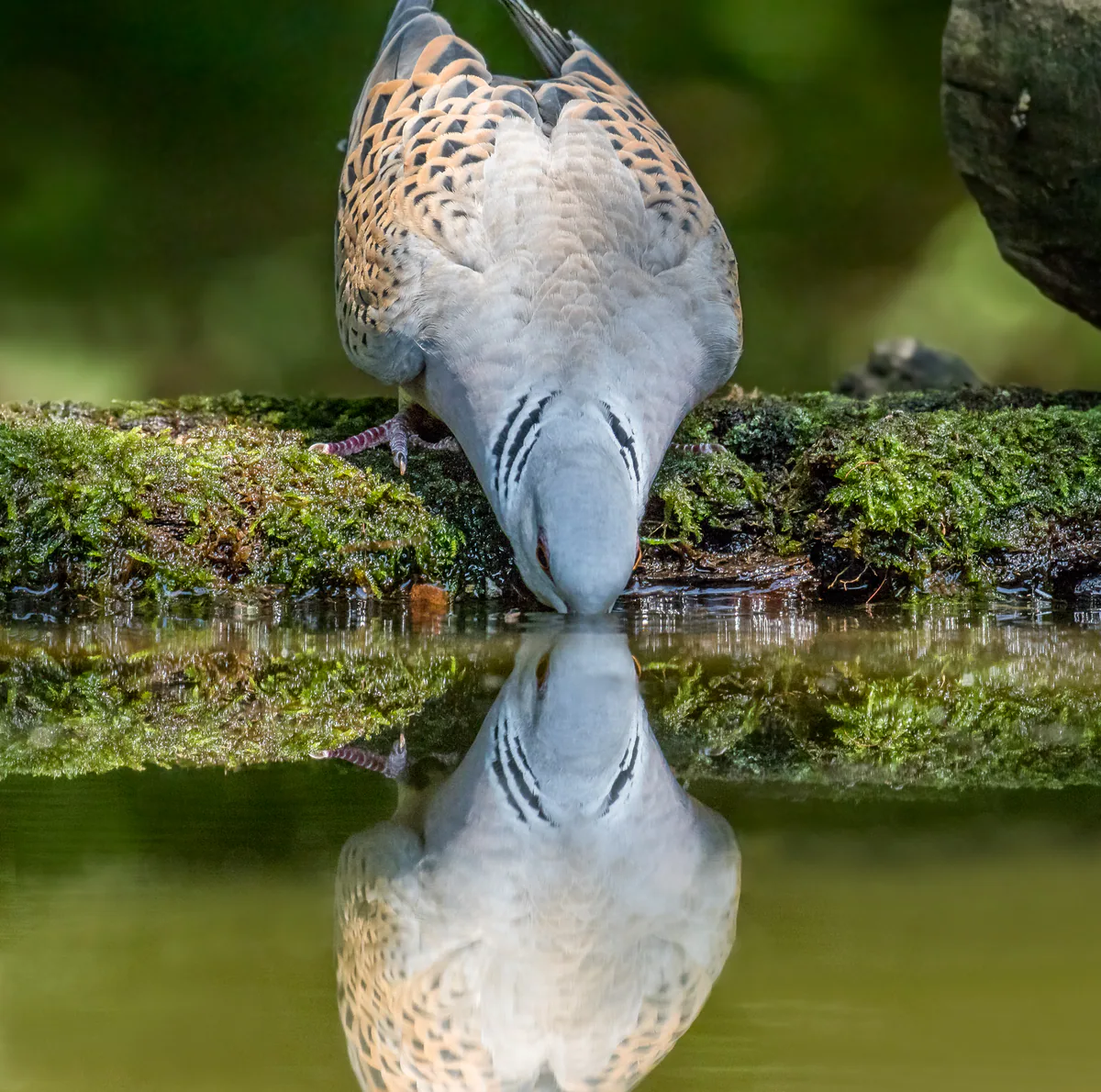 გვრიტი (Streptopelia turtur) — უნგრეთი — Andy Morffew