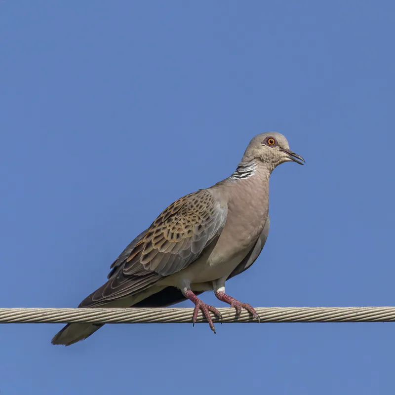 გვრიტი (Streptopelia turtur) — უნგრეთი — Charles J. Sharp