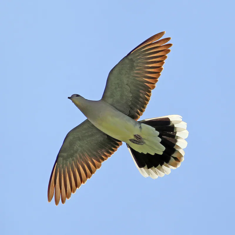 გვრიტი (Streptopelia turtur) — ოტმური, ოქსფორდშირი — Charles J. Sharp