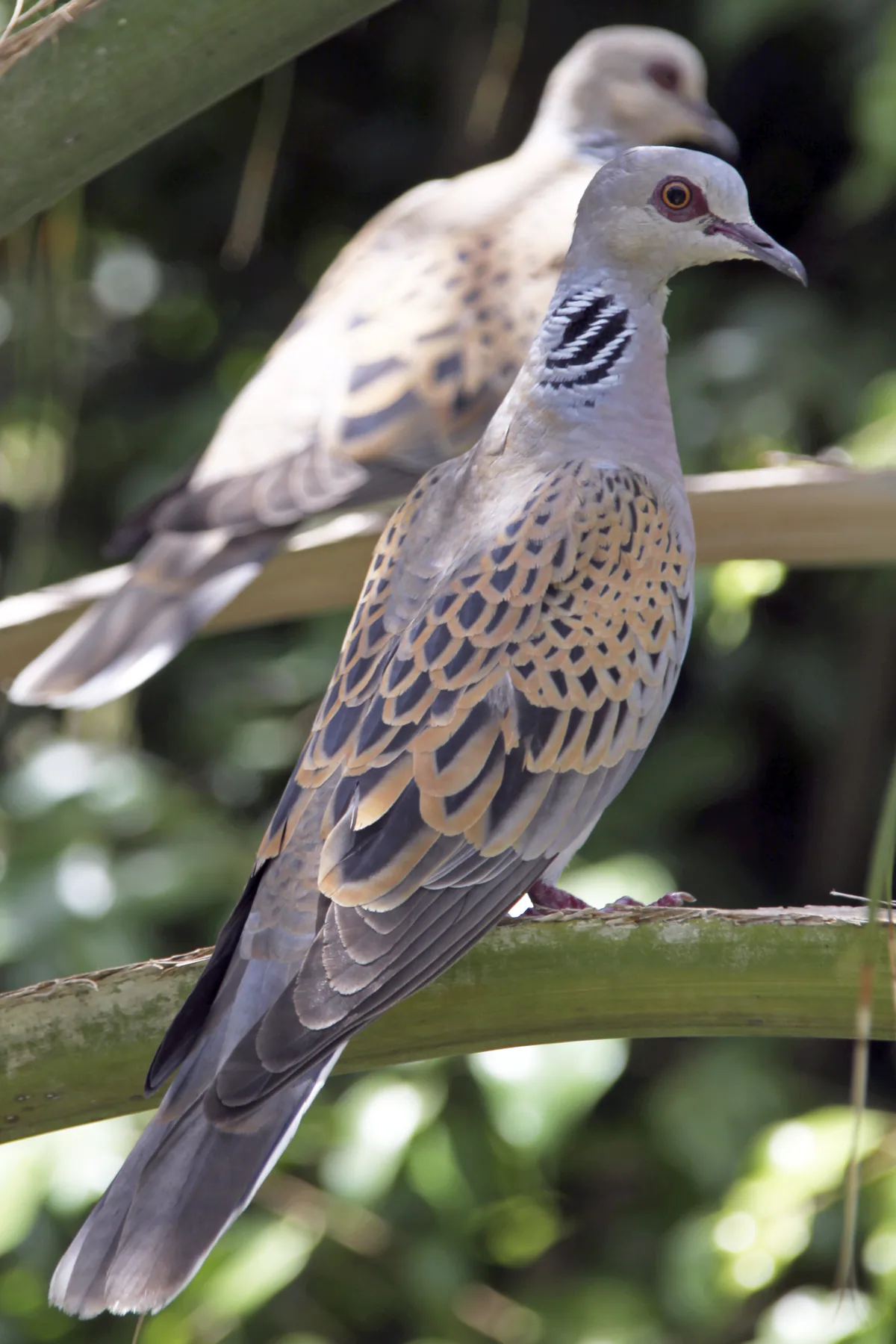 European turtle dove (Streptopelia turtur) Breeding migrant in Georgia