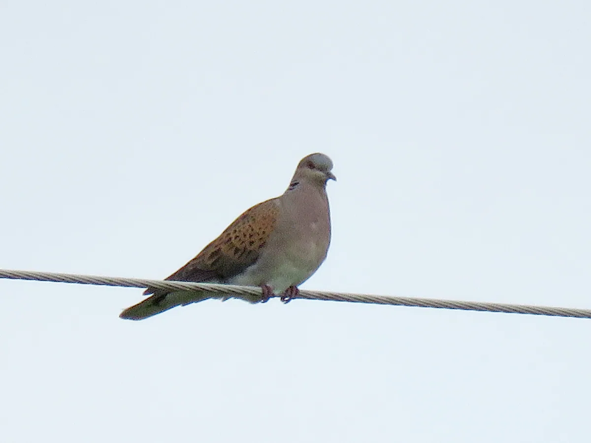 გვრიტი (Streptopelia turtur) — ჯერდაპის ეროვნული პარკი — Zerocool.marko