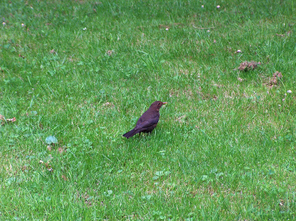 Common blackbird (Turdus merula) — Year-round resident in Georgia — Oceancetaceen