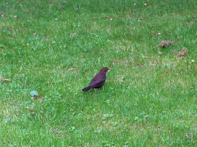 Чёрный дрозд (Turdus merula) — Круглогодичный резидент в Грузии — Oceancetaceen
