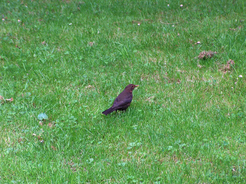 Common blackbird (Turdus merula) — Year-round resident in Georgia — Oceancetaceen