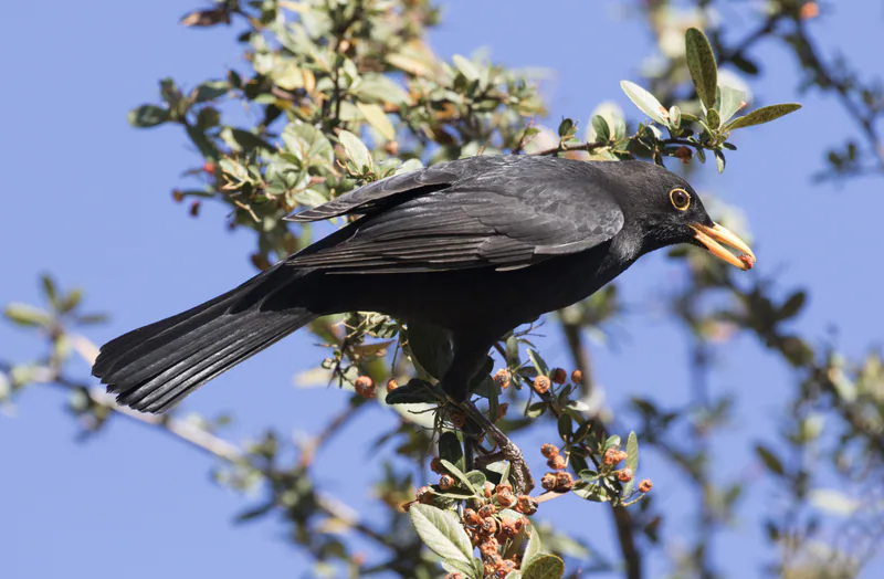 Чёрный дрозд (Turdus merula) — ჩუქუროვას უნივერსიტეტი, ადანა — Zeynel Cebeci