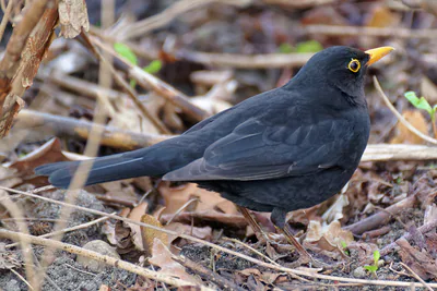 Чёрный дрозд (Turdus merula) — კრაკოვი — Jakub Hałun