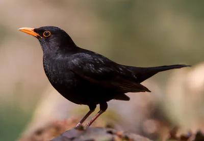 Чёрный дрозд (Turdus merula) — ნიდერლანდები — Cindy kuiphuis