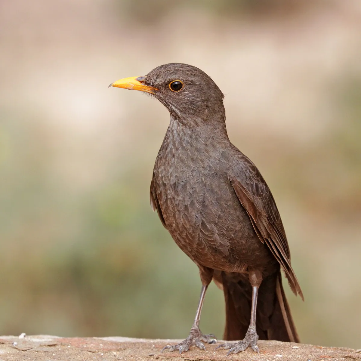 Чёрный дрозд (Turdus merula) Круглогодичный резидент в Грузии