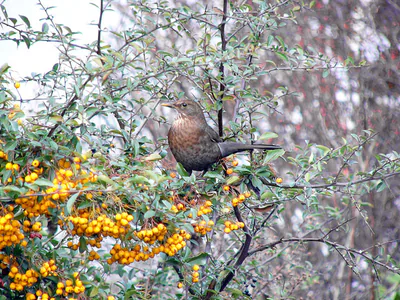 Чёрный дрозд (Turdus merula) — Круглогодичный резидент в Грузии — Andreas Trepte
