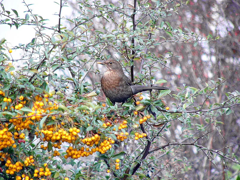 Common blackbird (Turdus merula) — Year-round resident in Georgia — Andreas Trepte