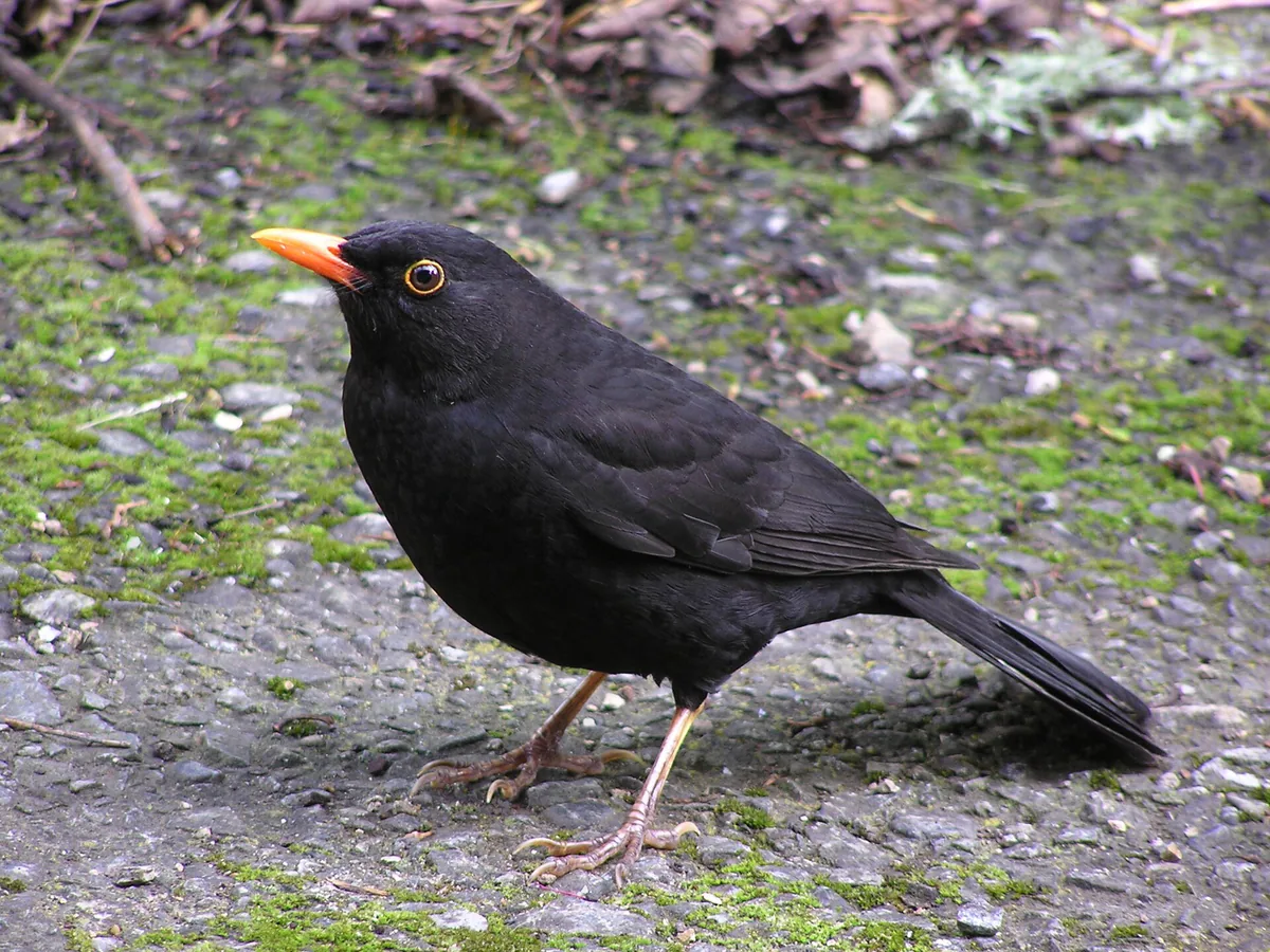 Common blackbird (Turdus merula) — Wellington — Tony Wills