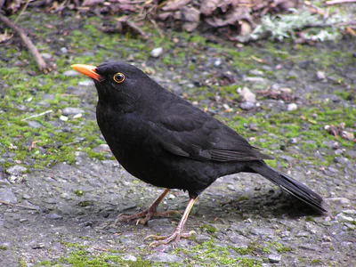 Чёрный дрозд (Turdus merula) — ველინგტონი — Tony Wills