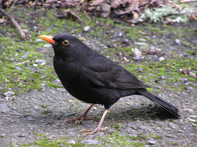 Common blackbird (Turdus merula) — Wellington — Tony Wills