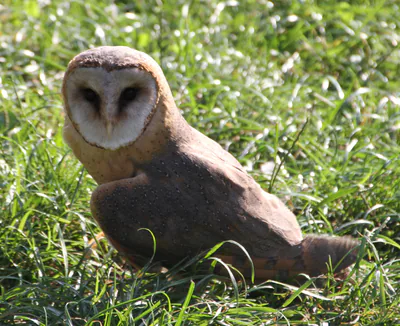 ბუხრინწა (Tyto alba) — პრედიამა, სლოვენია — Bjoertvedt