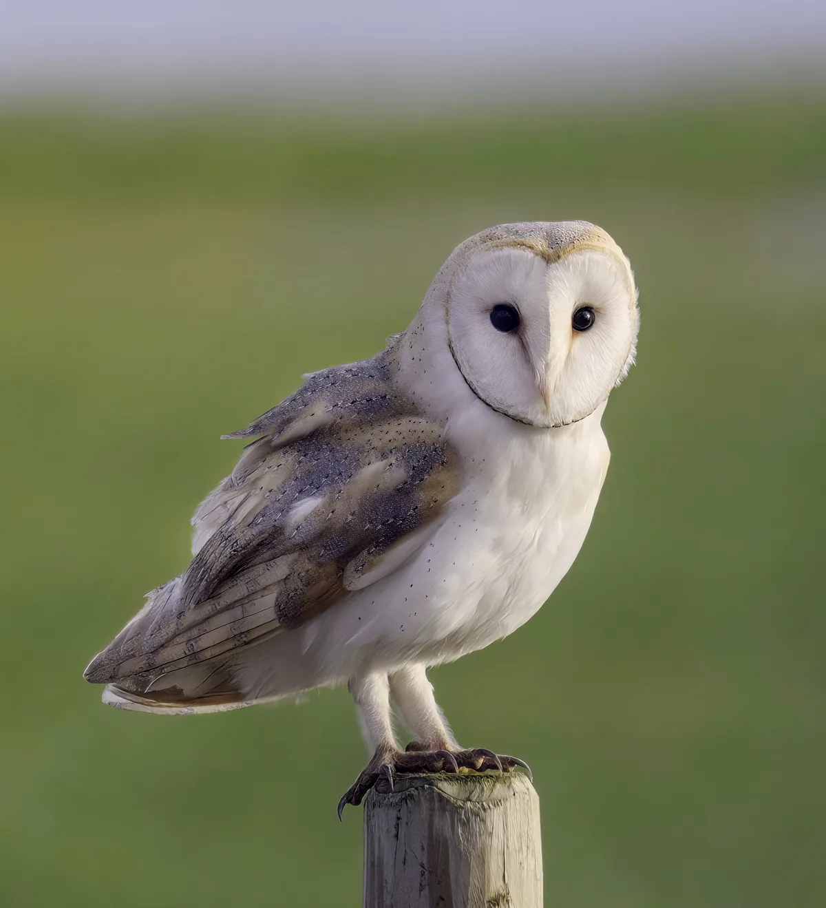 Обыкновенная сипуха (Tyto alba) Круглогодичный резидент в Грузии