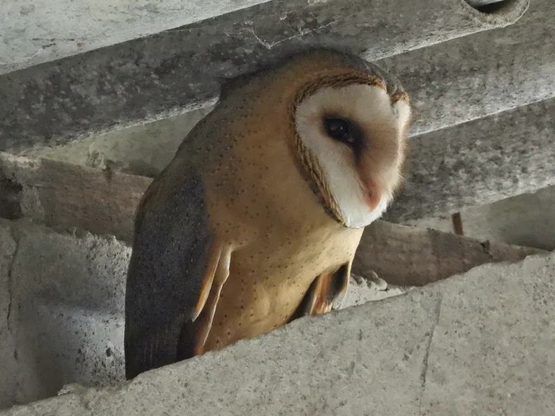 ბუხრინწა (Tyto alba) — კოვილოვო, ბელგრადი — Ivan Vezenković