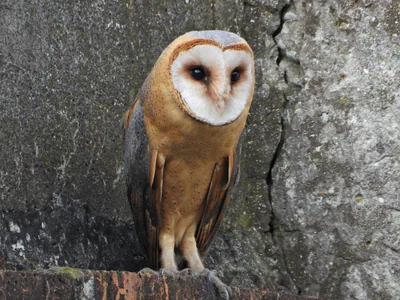 ბუხრინწა (Tyto alba) — კოვილოვო, ბელგრადი — Ivan Vezenković