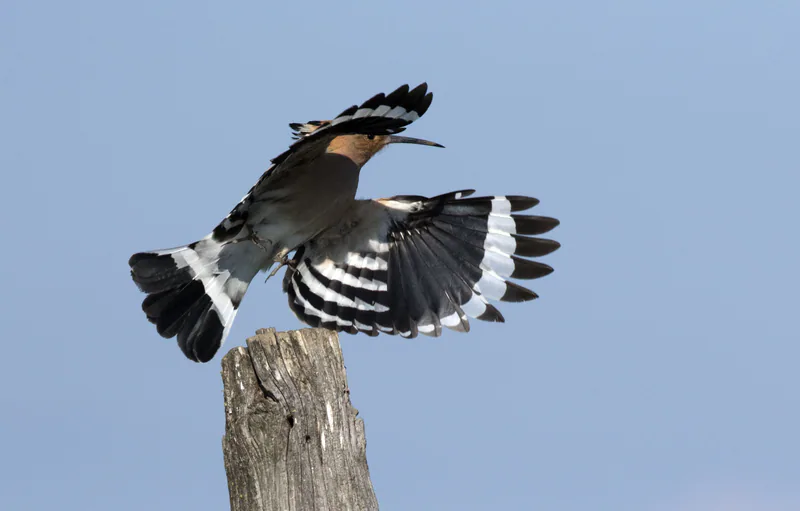 Eurasian hoopoe (Upupa epops) — Gölyaka, Karataş, Adana — Zeynel Cebeci