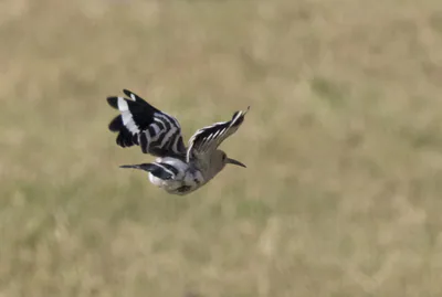 Eurasian hoopoe (Upupa epops) — Osmaniye — Zeynel Cebeci