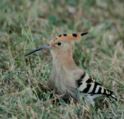 Eurasian hoopoe (Upupa epops) — Madrid — Luis García