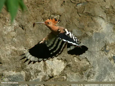 Eurasian hoopoe (Upupa epops) — Jutial, Gilgit — Imran Shah