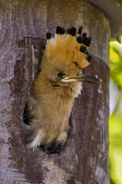 Eurasian hoopoe (Upupa epops) — Kondor Tanya, Kecskemét — Charles J. Sharp