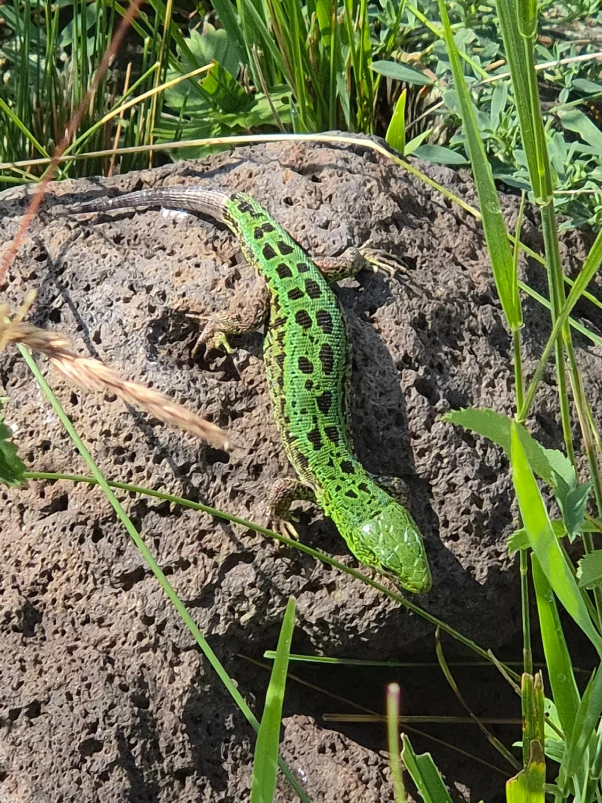 Sand Lizard (Lacerta agilis) Adjara, Guria, Imereti, Samegrelo–Zemo Svaneti, Samtskhe–Javakheti, Kvemo Kartli