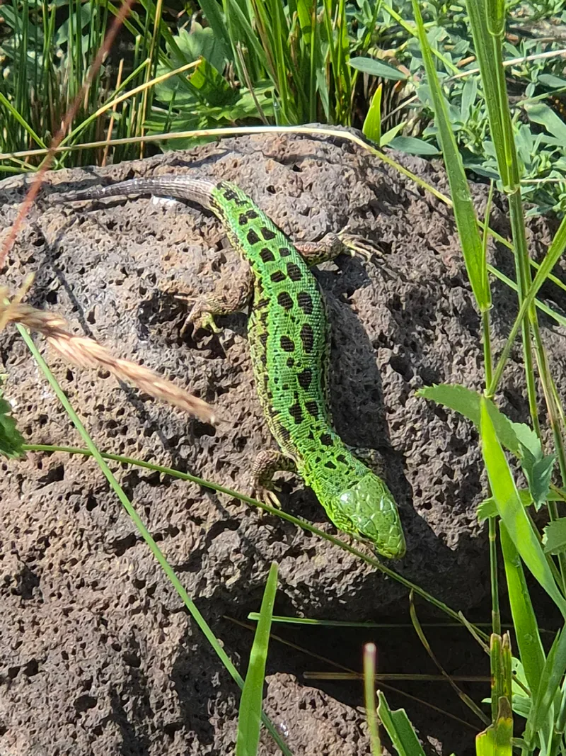 მარდი ხვლიკი (Lacerta agilis) — ახალქალაქი — Ádám Simon