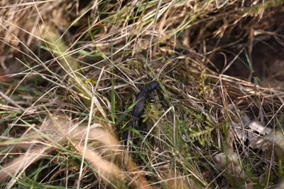 Sand Lizard (Lacerta agilis) — Western Georgia; east above 600–800 m — Lennart Hudel