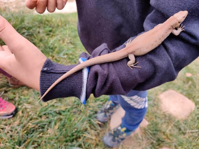 Sand Lizard (Lacerta agilis) — Western Georgia; east above 600–800 m — zaharozaur