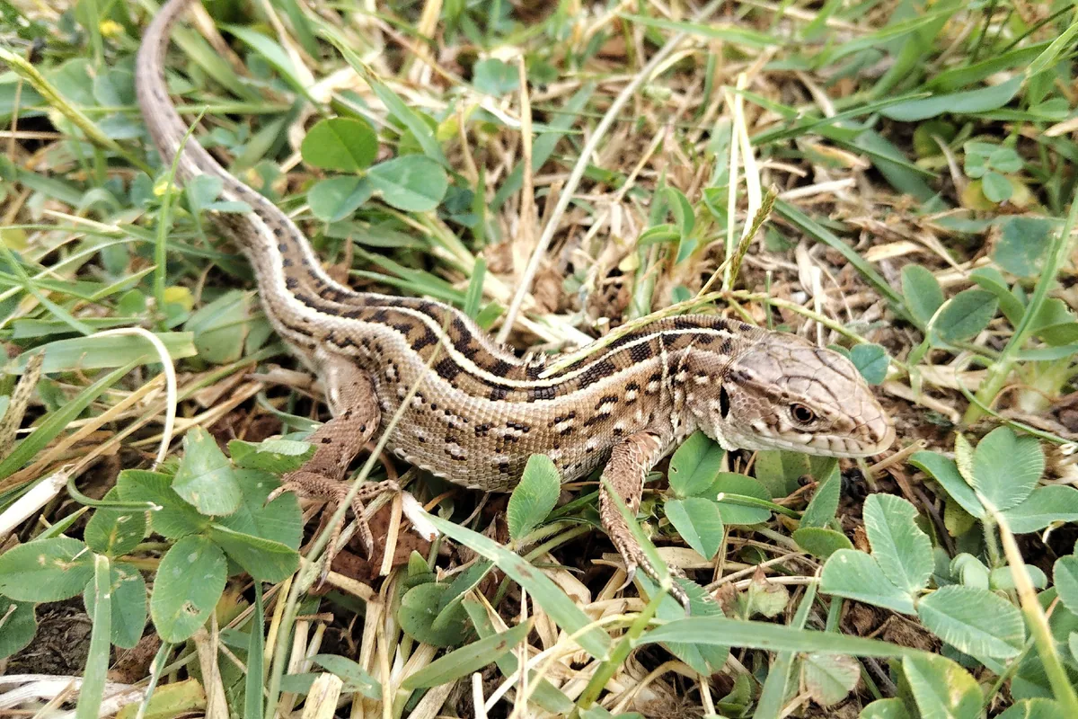 მარდი ხვლიკი (Lacerta agilis) — ადიგენი — Barnabás Bancsik