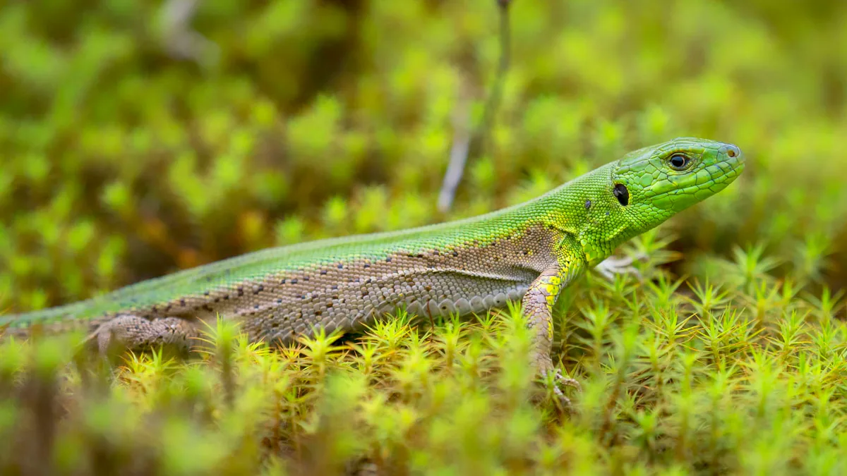 მარდი ხვლიკი (Lacerta agilis) — აჭარა — clo_09