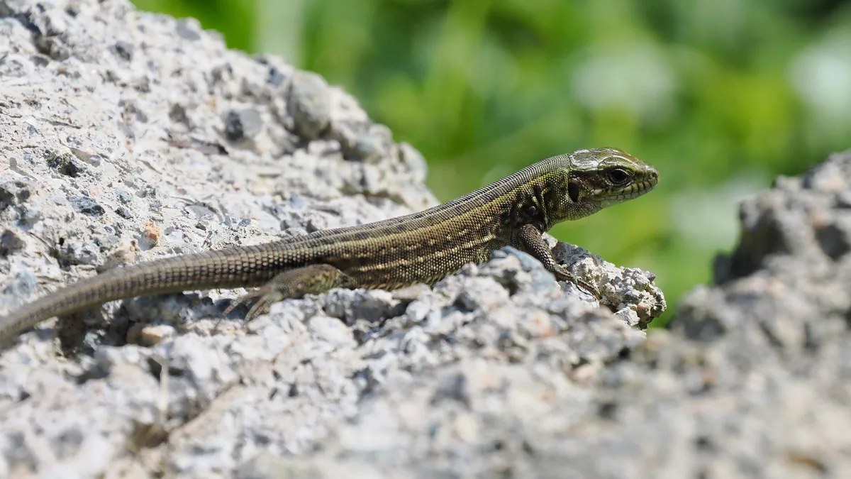 მარდი ხვლიკი (Lacerta agilis) — ქობულეთი — Dan Brown