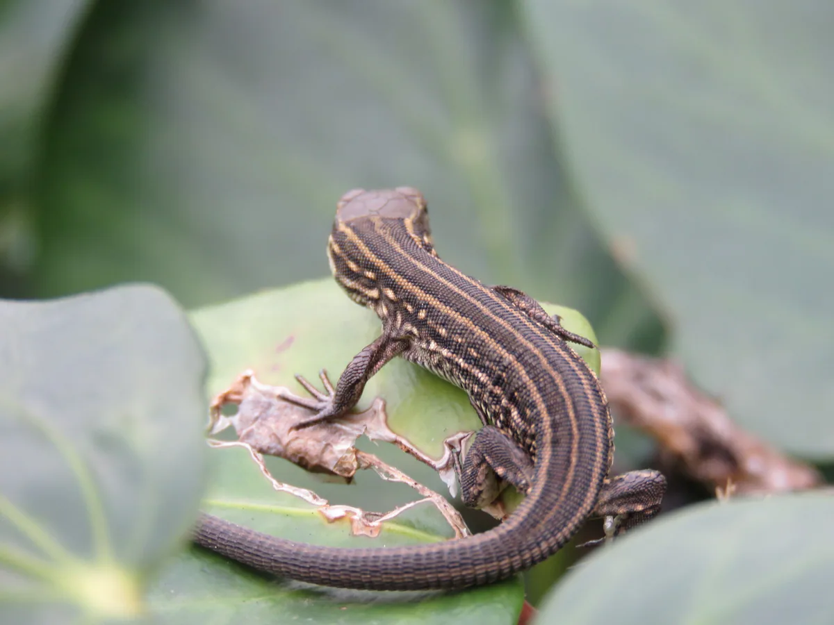 მარდი ხვლიკი (Lacerta agilis) — ქობულეთი — Elien Hoekstra