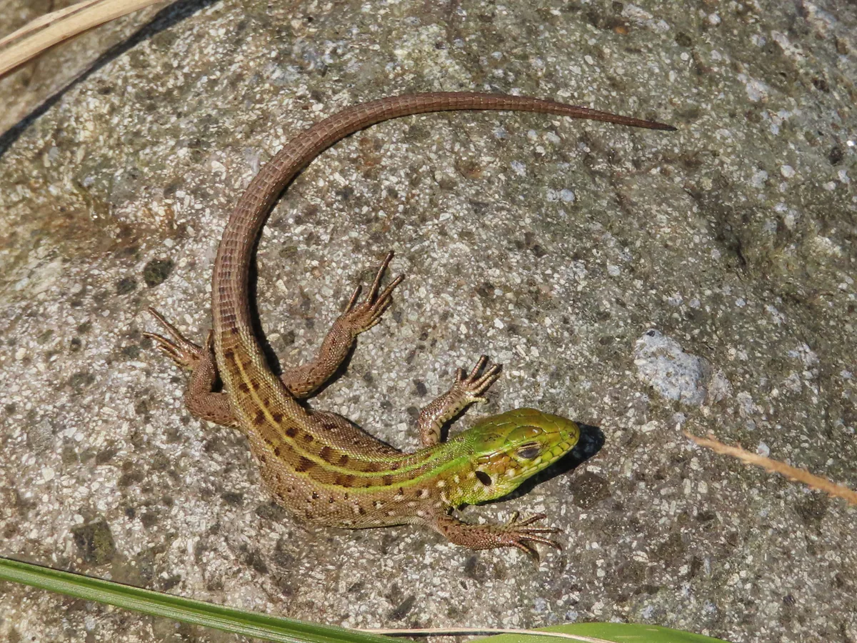 მარდი ხვლიკი (Lacerta agilis) — ქობულეთი — Kseniia Marianna Prondzynska