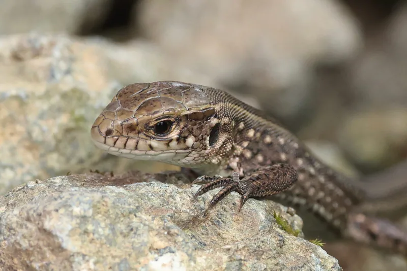 მარდი ხვლიკი (Lacerta agilis) — ქობულეთი — leekelai