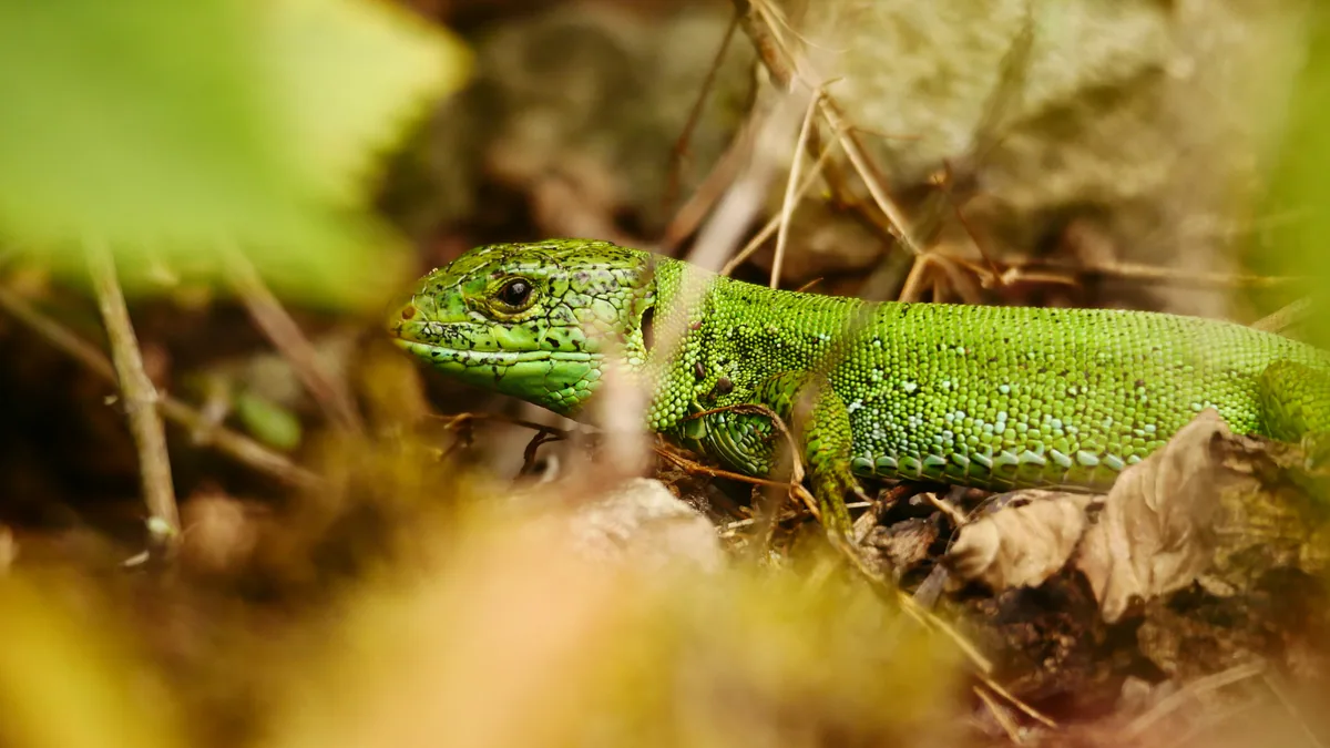 მარდი ხვლიკი (Lacerta agilis) — ხელვაჩაური — oskar_schwi