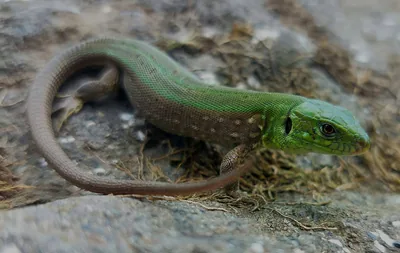 Kum kertenkelesi (Lacerta agilis)