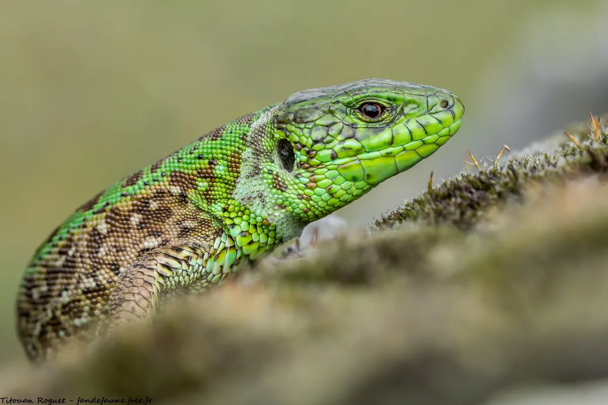 მარდი ხვლიკი (Lacerta agilis) — წალკა — Titouan Roguet