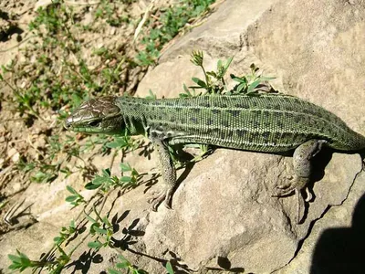 Caucasian Green Lizard (Lacerta media) — ლისის ტბა