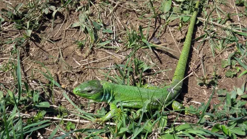 Caucasian Green Lizard (Lacerta media) — თბილისის ზღვა
