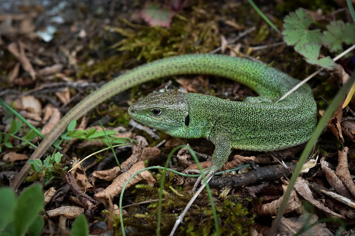 Caucasian Green Lizard (Lacerta media) — Borjomi-Kharagauli National Park — Zauri Khachidze