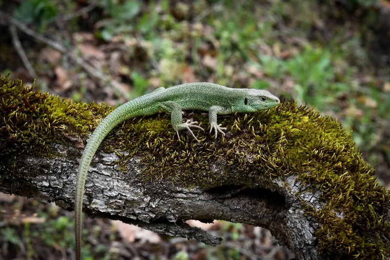 Caucasian Green Lizard (Lacerta media) — Borjomi-Kharagauli National Park — Zauri Khachidze