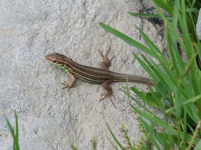 Striped Lizard (Lacerta strigata) — Lagodekhi — Fabian A. Boetzl