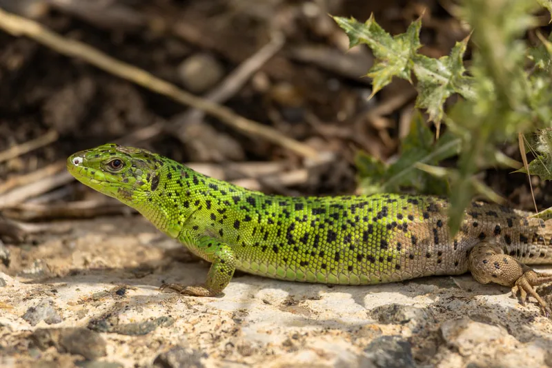 Striped Lizard (Lacerta strigata) — Gardabani — Frank Gaude