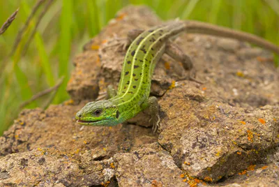 Striped Lizard (Lacerta strigata) — Semiarid habitats — Dedoplistskaro — Leonid A. Neymark